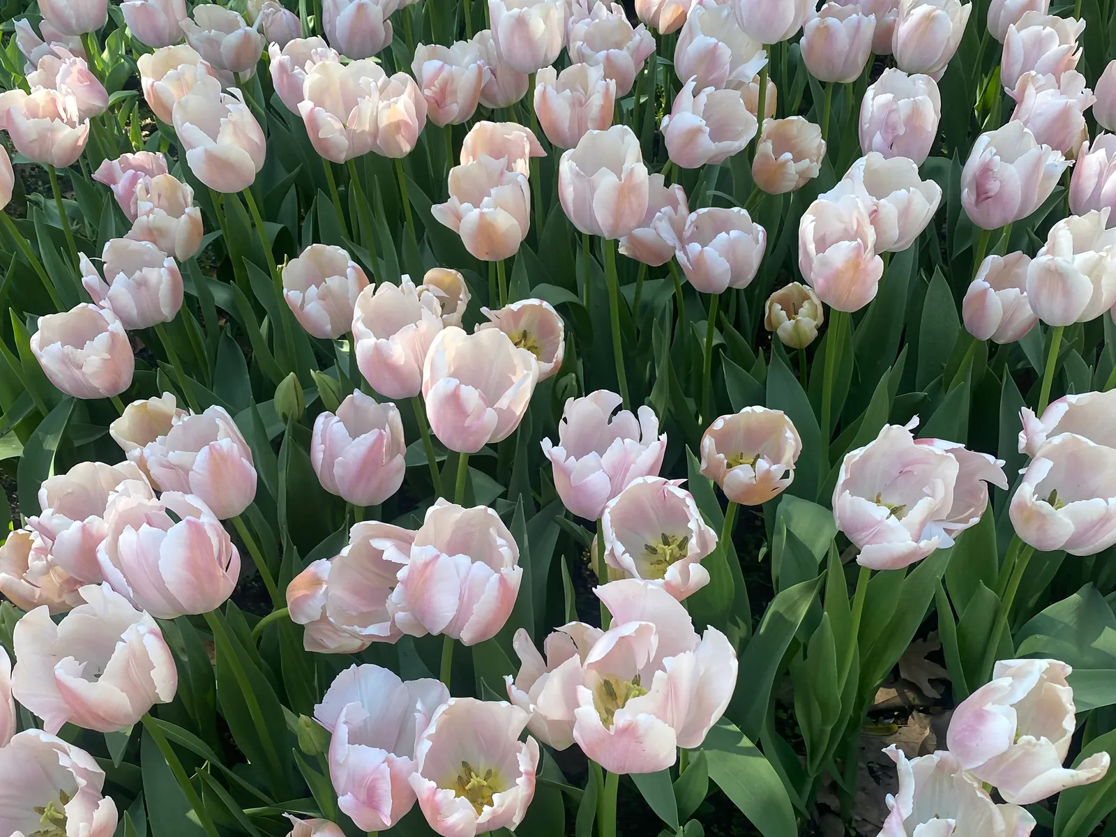 A bed of pale pink tulips in bloom at Descanso Gardens