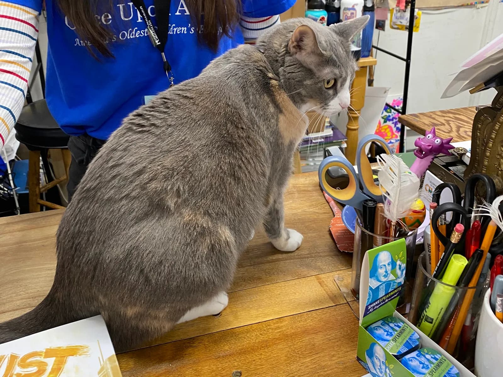 Pippi, the grey shop cat, sitting on the counter at a Montrose children’s bookstore